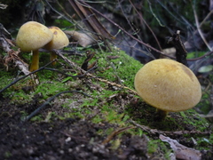 Heimiomyces velutipes