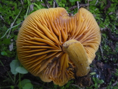 Heimiomyces velutipes
