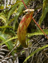 Nepenthes glabrata