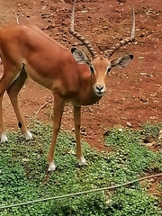 Aepyceros