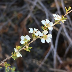 Leptospermum microcarpum
