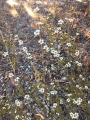 Leptospermum microcarpum