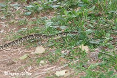 Bothrops moojeni