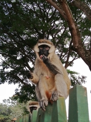 Chlorocebus