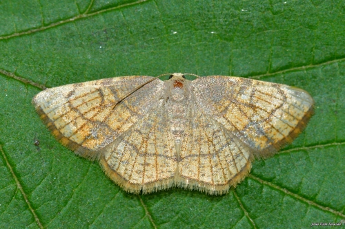 Dorset Cream Wave