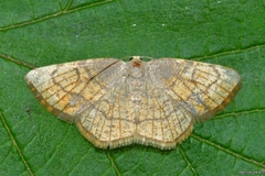 Stegania trimaculata