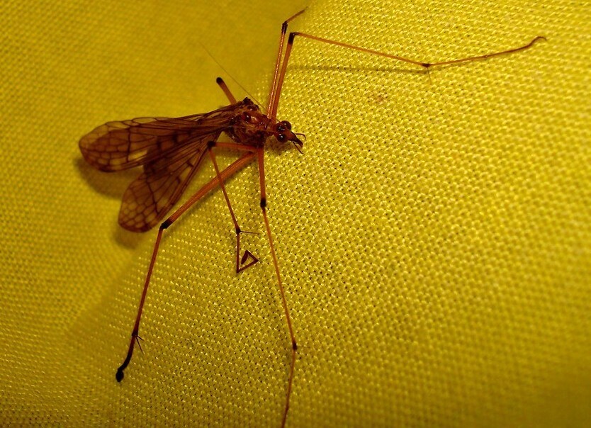 Bittacus pignatelli