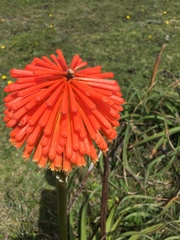 Kniphofia rooperi