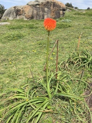 Kniphofia rooperi