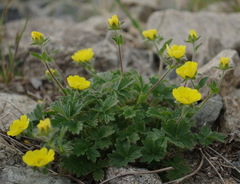 Potentilla subvahliana