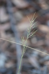 Austrostipa muelleri