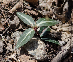 Chimaphila maculata