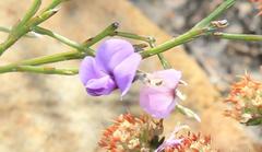 Amphithalea biovulata