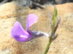 Amphithalea biovulata