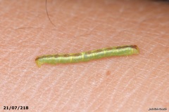 Stegania trimaculata