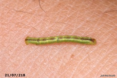 Stegania trimaculata