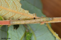 Stegania trimaculata