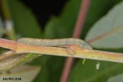 Stegania trimaculata