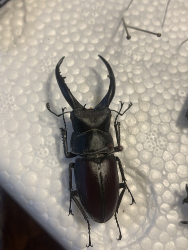 Epidorcus gracilis