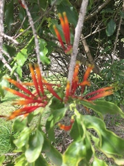 Agelanthus kraussianus