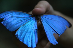 Morpho menelaus amathonte
