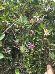 Agelanthus kraussianus