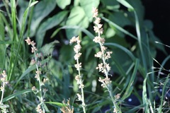 Gamochaeta calviceps