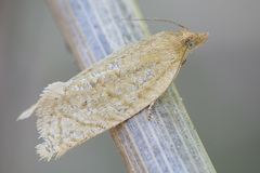 Clepsis senecionana