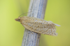 Clepsis senecionana