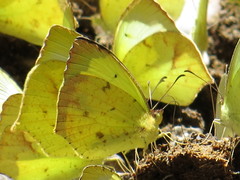 Abaeis salome jamapa