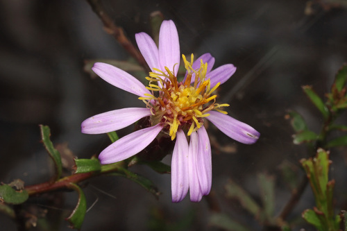 Splendid Daisy-bush (Olearia magniflora)