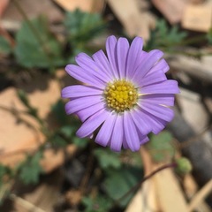 Brachyscome microcarpa