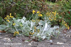Senecio candidans