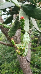 Consolea falcata