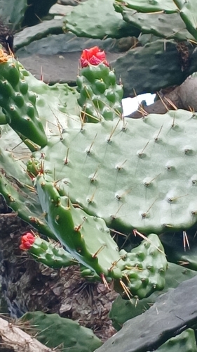 Consolea falcata, photograph 2