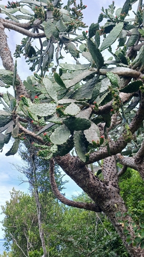 Consolea falcata, photograph 3