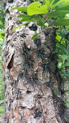 Consolea falcata, photograph (c) Mario Guzmán, some rights reserved (CC BY)
