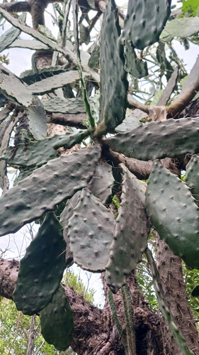 Consolea falcata, photograph 6