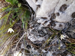 Ornithogalum schlechterianum