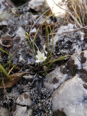 Ornithogalum schlechterianum