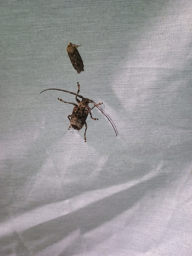 Polyrhaphis spinipennis