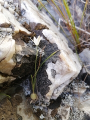 Ornithogalum schlechterianum