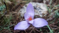 Crocus ligusticus