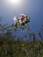 Indigofera superba