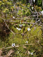 Prismatocarpus schlechteri