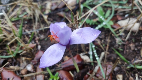Crocus ligusticus, photograph 1