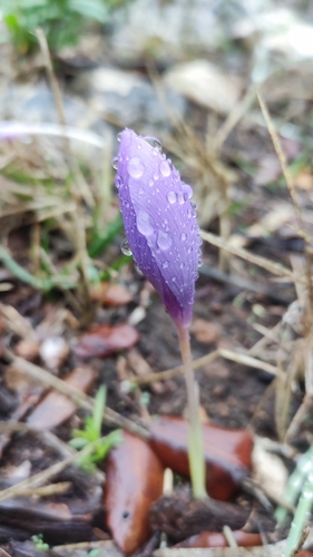 Crocus ligusticus, photograph 2