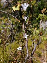 Prismatocarpus schlechteri