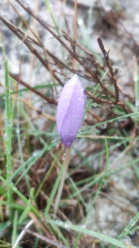 Crocus ligusticus, photograph 3