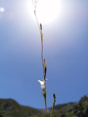 Prismatocarpus schlechteri